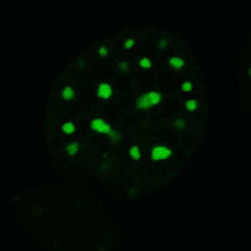  NCBI Organism:Mus musculus; Cell Components:nuclear chromatin