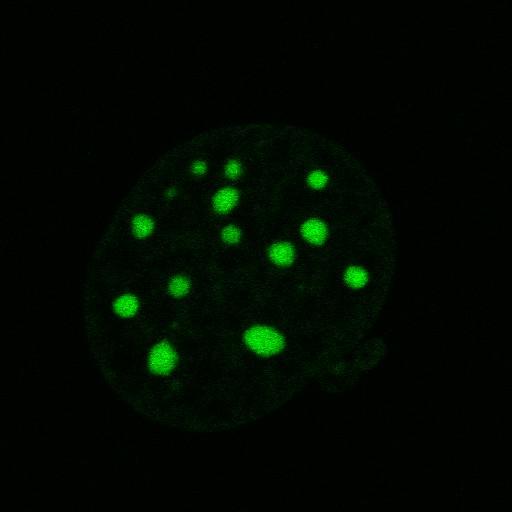  NCBI Organism:Mus musculus; Cell Components:nuclear chromatin