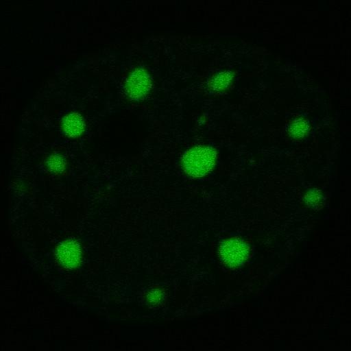  NCBI Organism:Mus musculus; Cell Components:nuclear chromatin