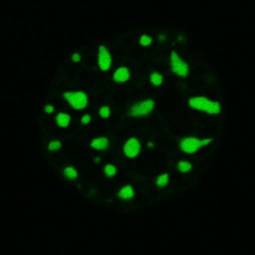  NCBI Organism:Mus musculus; Cell Components:nuclear chromatin