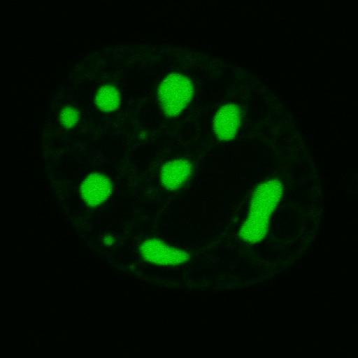  NCBI Organism:Mus musculus; Cell Components:nuclear chromatin