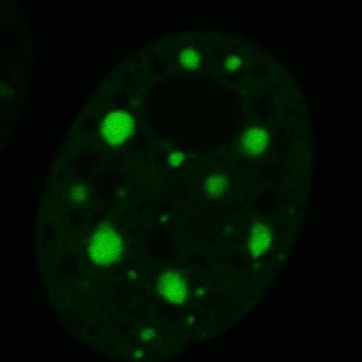  NCBI Organism:Mus musculus; Cell Components:nuclear chromatin