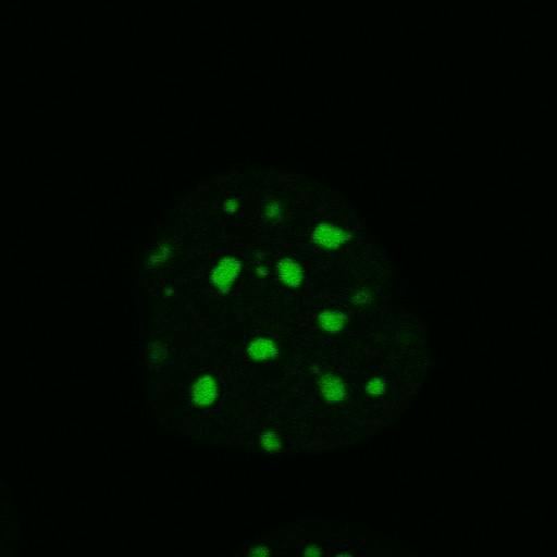  NCBI Organism:Mus musculus; Cell Components:nuclear chromatin