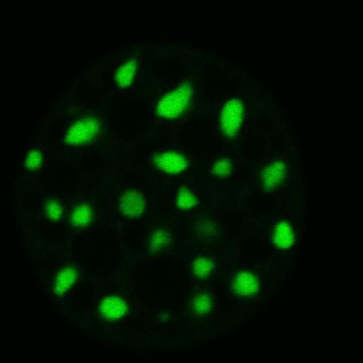  NCBI Organism:Mus musculus; Cell Components:nuclear chromatin