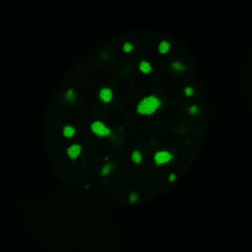  NCBI Organism:Mus musculus; Cell Components:nuclear chromatin