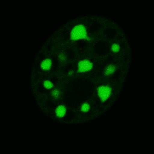  NCBI Organism:Mus musculus; Cell Components:nuclear chromatin