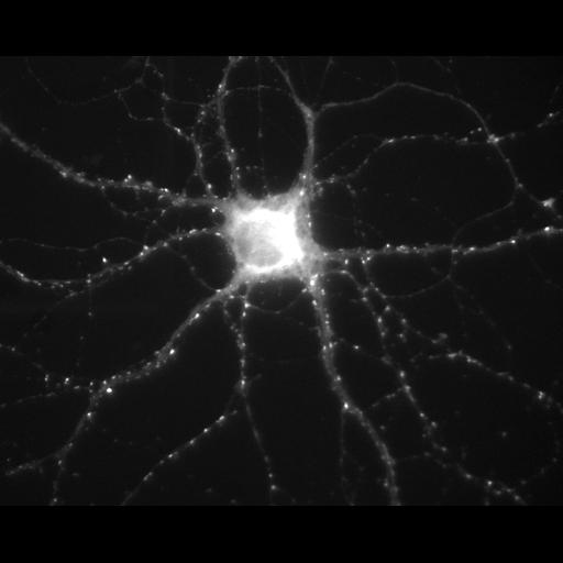  NCBI Organism:Rattus; Cell Types:multipolar neuron Cell Components:excitatory synapse, synapse part; Biological process:calcium-dependent cell-cell adhesion, regulation of synapse structure and activity;