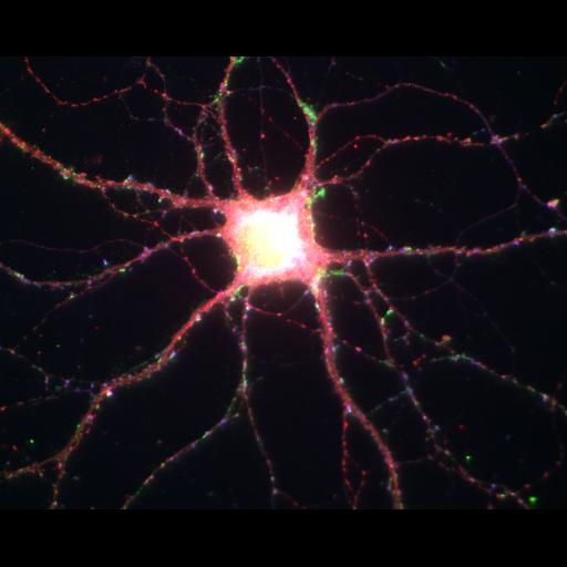  NCBI Organism:Rattus; Cell Types:multipolar neuron Cell Components:excitatory synapse, synapse part; Biological process:calcium-dependent cell-cell adhesion, regulation of synapse structure and activity;