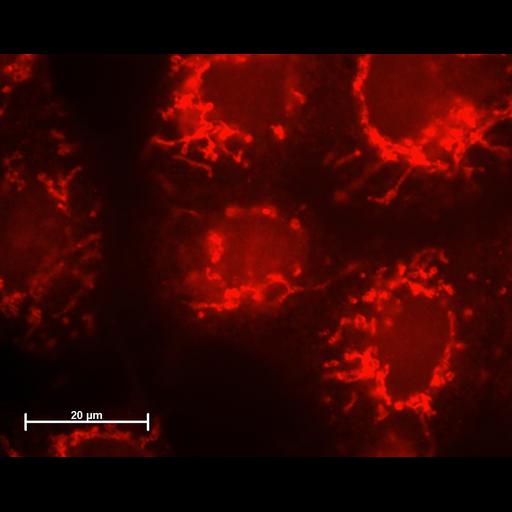  NCBI Organism:Homo sapiens; Cell Types:permanent cell line cell Cell Components:mitochondrion Biological process:apoptotic mitochondrial changes