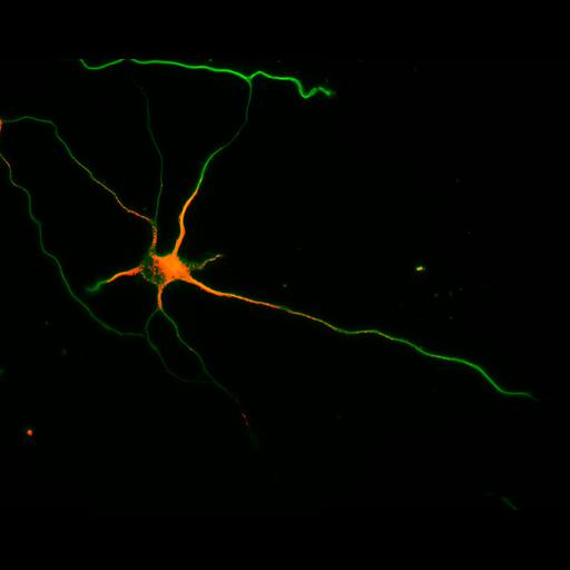  NCBI Organism:Rattus; Cell Types:multipolar neuron Cell Components:cytoskeleton, microtubule cytoskeleton, axon, dendrite; Biological process:cellular developmental process, dendrite development, establishment or maintenance of cell polarity;