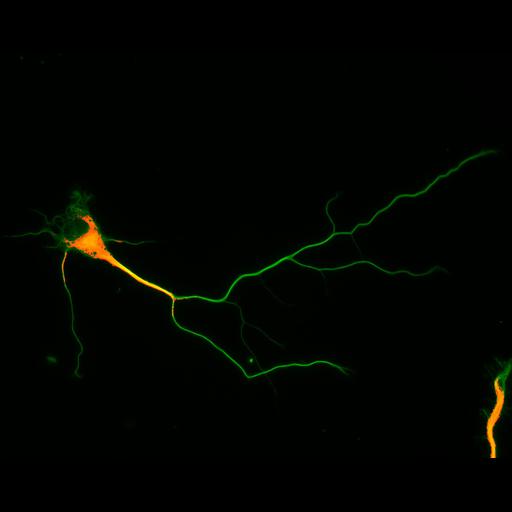  NCBI Organism:Rattus; Cell Types:multipolar neuron Cell Components:cytoskeleton, microtubule cytoskeleton, axon, dendrite; Biological process:cellular developmental process, dendrite development, establishment or maintenance of cell polarity;