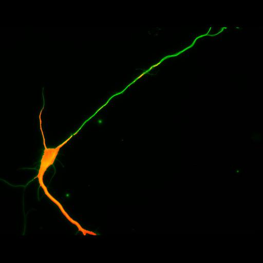  NCBI Organism:Rattus; Cell Types:multipolar neuron Cell Components:cytoskeleton, microtubule cytoskeleton, axon, dendrite; Biological process:cellular developmental process, dendrite development, establishment or maintenance of cell polarity;