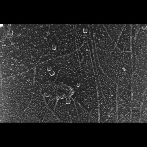  NCBI Organism:Oryctolagus cuniculus; Cell Types:skeletal muscle cell Cell Components:cytoskeleton Biological process:skeletal muscle contraction