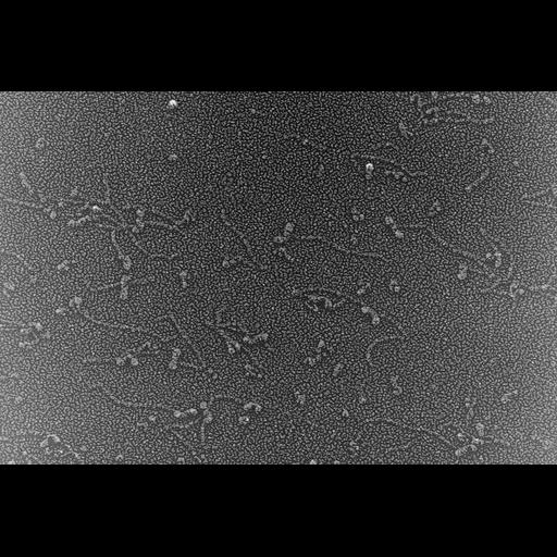  NCBI Organism:Oryctolagus cuniculus; Cell Types:skeletal muscle cell Cell Components:cytoskeleton Biological process:skeletal muscle contraction