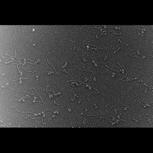  NCBI Organism:Oryctolagus cuniculus; Cell Types:skeletal muscle cell Cell Components:cytoskeleton Biological process:skeletal muscle contraction