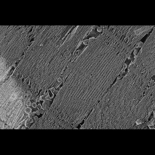  NCBI Organism:Oryctolagus cuniculus; Cell Types:skeletal muscle cell Cell Components:cytoskeleton Biological process:skeletal muscle contraction