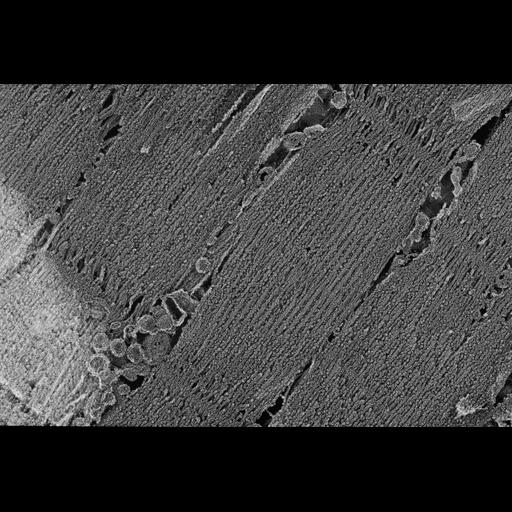  NCBI Organism:Oryctolagus cuniculus; Cell Types:skeletal muscle cell Cell Components:cytoskeleton Biological process:skeletal muscle contraction