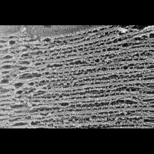  NCBI Organism:Oryctolagus cuniculus; Cell Types:skeletal muscle cell Cell Components:cytoskeleton Biological process:skeletal muscle contraction