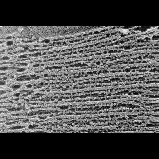  NCBI Organism:Oryctolagus cuniculus; Cell Types:skeletal muscle cell Cell Components:cytoskeleton Biological process:skeletal muscle contraction