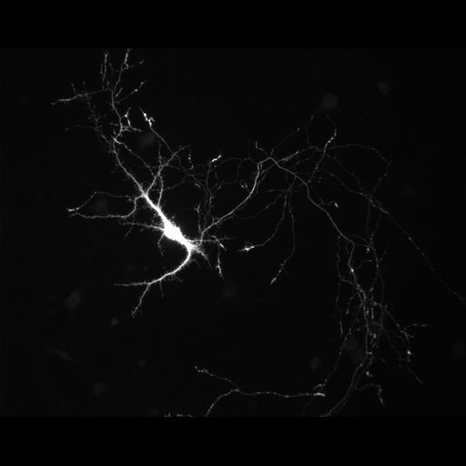  NCBI Organism:Rattus; Cell Types:multipolar neuron Cell Components:axon, dendrite, neuron spine, growth cone; Biological process:cellular developmental process, dendrite development, establishment or maintenance of cell polarity;