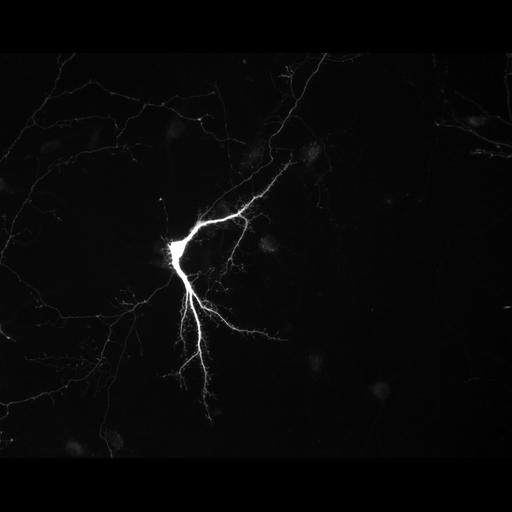  NCBI Organism:Rattus; Cell Types:multipolar neuron Cell Components:axon, dendrite, neuron spine, growth cone; Biological process:cellular developmental process, establishment or maintenance of cell polarity, dendrite development;