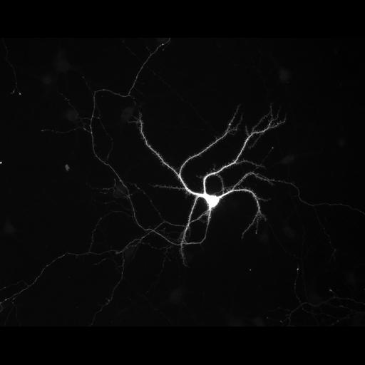  NCBI Organism:Rattus; Cell Types:multipolar neuron Cell Components:axon, dendrite, neuron spine, growth cone; Biological process:cellular developmental process, establishment or maintenance of cell polarity, dendrite development;