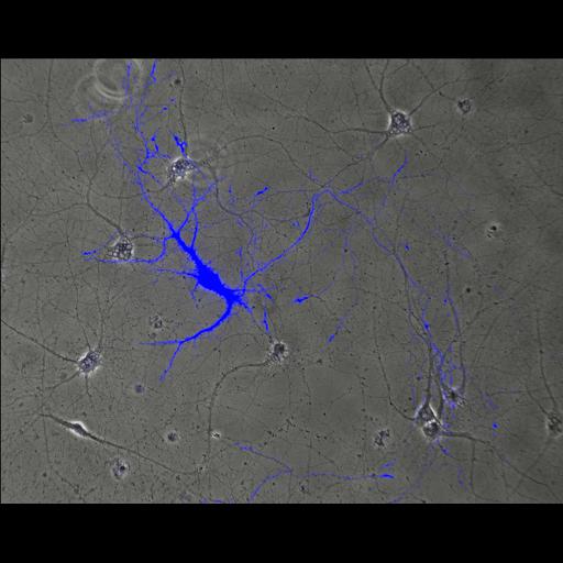  NCBI Organism:Rattus; Cell Types:multipolar neuron Cell Components:axon, dendrite, neuron spine, growth cone; Biological process:cellular developmental process, establishment or maintenance of cell polarity, dendrite development;