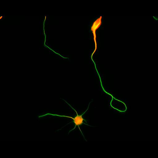  NCBI Organism:Rattus; Cell Types:multipolar neuron Cell Components:cytoskeleton, microtubule cytoskeleton, axon, dendrite; Biological process:cellular developmental process, dendrite development, establishment or maintenance of cell polarity;