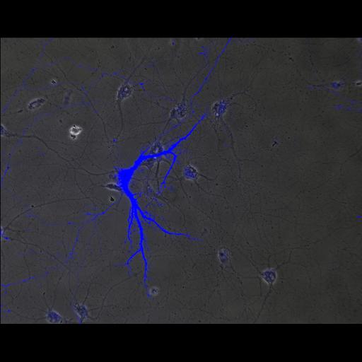  NCBI Organism:Rattus; Cell Types:multipolar neuron Cell Components:axon, dendrite, neuron spine, growth cone; Biological process:cellular developmental process, establishment or maintenance of cell polarity, dendrite development;