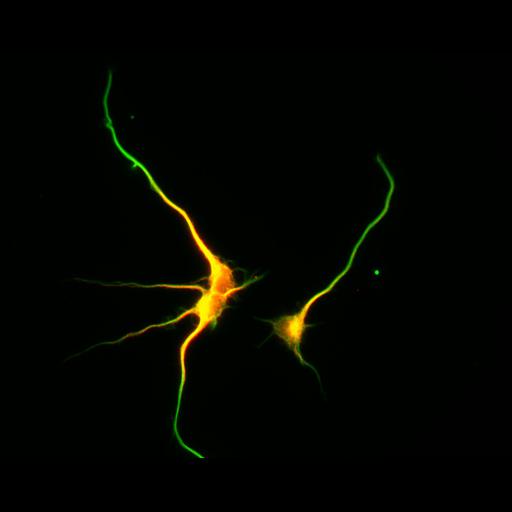  NCBI Organism:Rattus; Cell Types:multipolar neuron Cell Components:cytoskeleton, microtubule cytoskeleton, axon, dendrite; Biological process:cellular developmental process, dendrite development, establishment or maintenance of cell polarity;