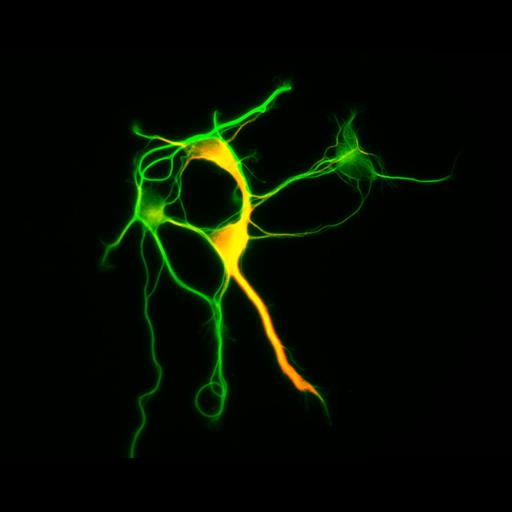  NCBI Organism:Rattus; Cell Types:multipolar neuron Cell Components:cytoskeleton, microtubule cytoskeleton, axon, dendrite; Biological process:cellular developmental process, dendrite development, establishment or maintenance of cell polarity;