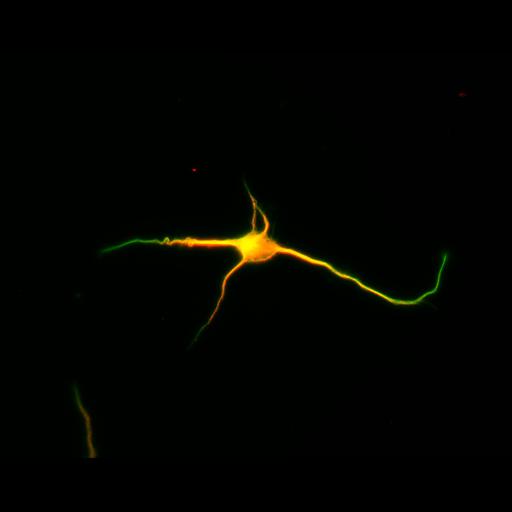  NCBI Organism:Rattus; Cell Types:multipolar neuron Cell Components:cytoskeleton, microtubule cytoskeleton, axon, dendrite; Biological process:cellular developmental process, dendrite development, establishment or maintenance of cell polarity;