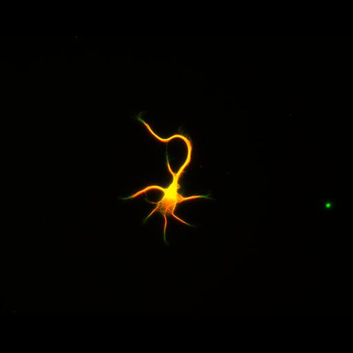  NCBI Organism:Rattus; Cell Types:multipolar neuron Cell Components:cytoskeleton, microtubule cytoskeleton, axon, dendrite; Biological process:cellular developmental process, dendrite development, establishment or maintenance of cell polarity;