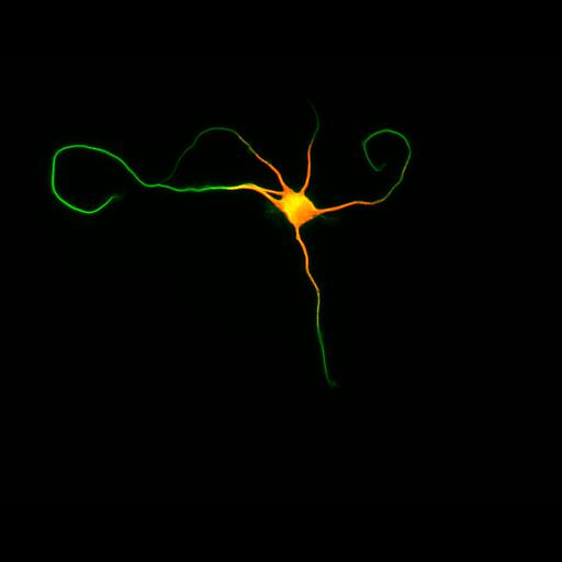  NCBI Organism:Rattus; Cell Types:multipolar neuron Cell Components:cytoskeleton, microtubule cytoskeleton, axon, dendrite; Biological process:cellular developmental process, dendrite development, establishment or maintenance of cell polarity;