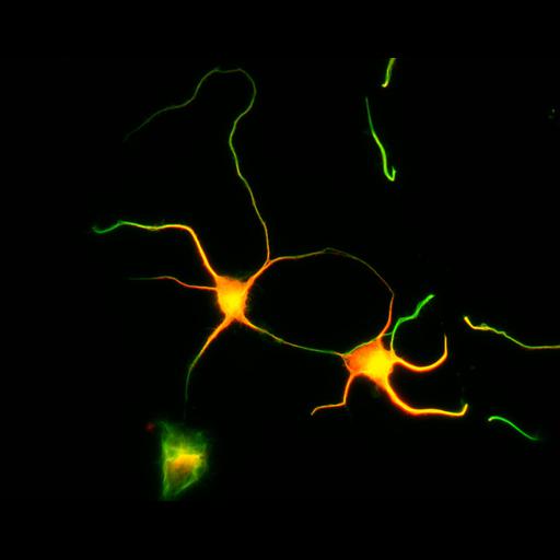  NCBI Organism:Rattus; Cell Types:multipolar neuron Cell Components:cytoskeleton, microtubule cytoskeleton, axon, dendrite; Biological process:cellular developmental process, dendrite development, establishment or maintenance of cell polarity;