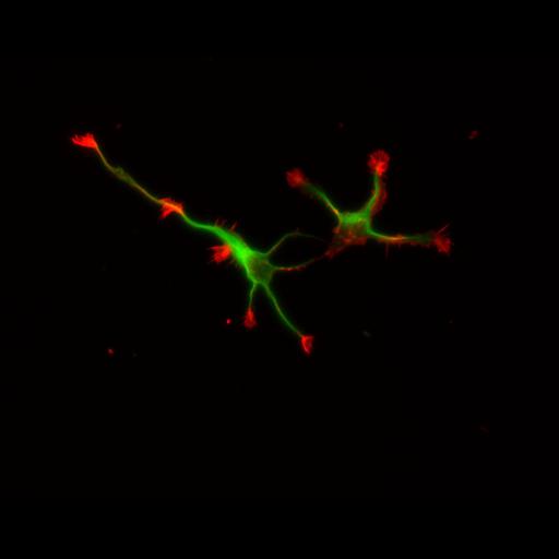  NCBI Organism:Rattus; Cell Types:multipolar neuron Cell Components:cytoskeleton, microtubule cytoskeleton, actin cytoskeleton, axon, dendrite, dendritic growth cone, axonal growth cone, lamellipodium, filopodium; Biological process:developmental process, dendrite development, establishment or maintenance of cell polarity;