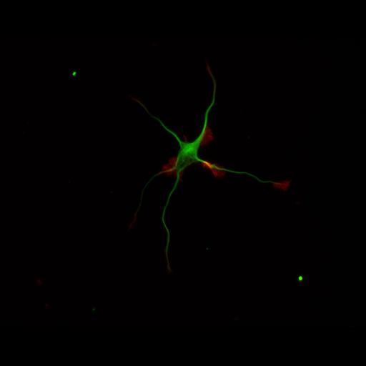  NCBI Organism:Rattus; Cell Types:multipolar neuron Cell Components:cytoskeleton, microtubule cytoskeleton, actin cytoskeleton, axon, dendrite, dendritic growth cone, axonal growth cone, lamellipodium, filopodium; Biological process:developmental process, dendrite development, establishment or maintenance of cell polarity;