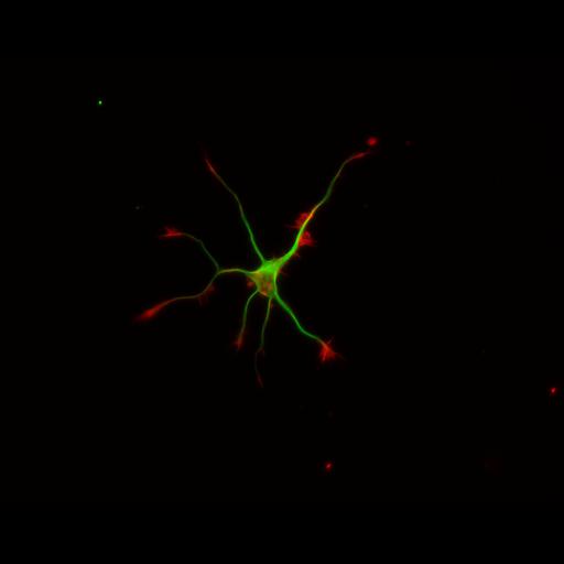  NCBI Organism:Rattus; Cell Types:multipolar neuron Cell Components:cytoskeleton, microtubule cytoskeleton, actin cytoskeleton, axon, dendrite, dendritic growth cone, axonal growth cone, lamellipodium, filopodium; Biological process:developmental process, dendrite development, establishment or maintenance of cell polarity;