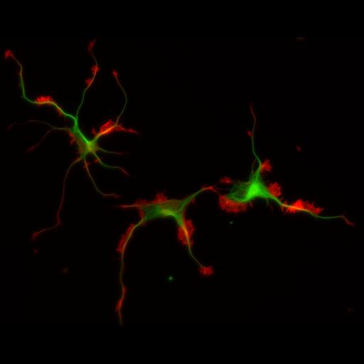  NCBI Organism:Rattus; Cell Types:multipolar neuron Cell Components:cytoskeleton, microtubule cytoskeleton, actin cytoskeleton, axon, dendrite, dendritic growth cone, axonal growth cone, lamellipodium, filopodium; Biological process:developmental process, dendrite development, establishment or maintenance of cell polarity;