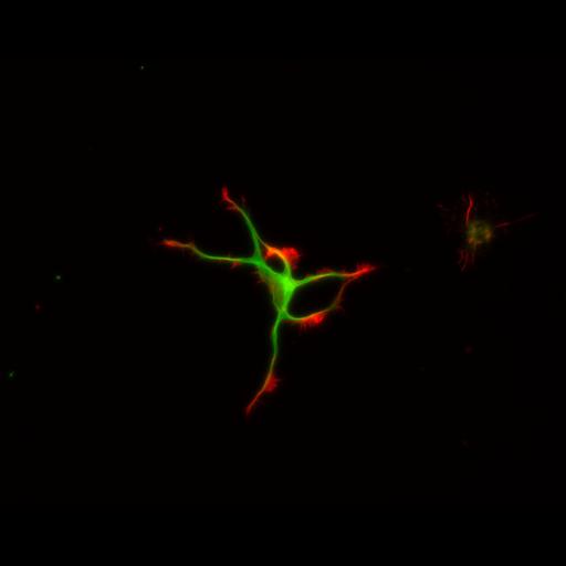  NCBI Organism:Rattus; Cell Types:multipolar neuron Cell Components:cytoskeleton, microtubule cytoskeleton, actin cytoskeleton, axon, dendrite, dendritic growth cone, axonal growth cone, lamellipodium, filopodium; Biological process:developmental process, dendrite development, establishment or maintenance of cell polarity;