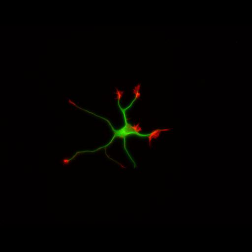  NCBI Organism:Rattus; Cell Types:multipolar neuron Cell Components:cytoskeleton, microtubule cytoskeleton, actin cytoskeleton, axon, dendrite, dendritic growth cone, axonal growth cone, lamellipodium, filopodium; Biological process:developmental process, dendrite development, establishment or maintenance of cell polarity;