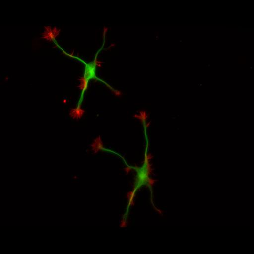  NCBI Organism:Rattus; Cell Types:multipolar neuron Cell Components:cytoskeleton, microtubule cytoskeleton, actin cytoskeleton, axon, dendrite, dendritic growth cone, axonal growth cone, lamellipodium, filopodium; Biological process:developmental process, dendrite development, establishment or maintenance of cell polarity;