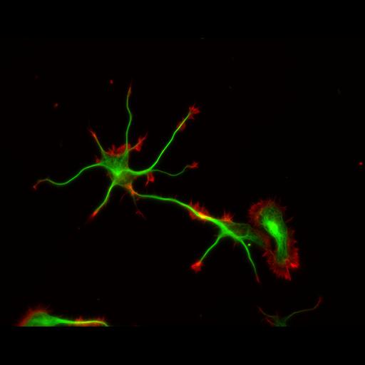  NCBI Organism:Rattus; Cell Types:multipolar neuron Cell Components:cytoskeleton, microtubule cytoskeleton, actin cytoskeleton, axon, dendrite, dendritic growth cone, axonal growth cone, lamellipodium, filopodium; Biological process:developmental process, dendrite development, establishment or maintenance of cell polarity;