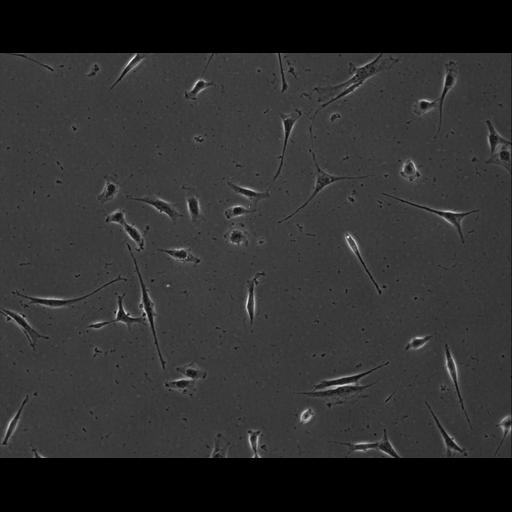  NCBI Organism:Mus musculus; Cell Types:permanent cell line cell Cell Components:cell, nucleus, extracellular matrix part; Biological process:localization, cellular localization, cell adhesion;