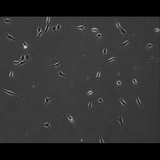  NCBI Organism:Mus musculus; Cell Types:permanent cell line cell Cell Components:cell, nucleus, extracellular matrix part; Biological process:localization, cellular localization, cell adhesion;