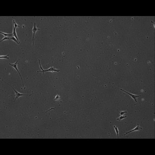  NCBI Organism:Mus musculus; Cell Types:permanent cell line cell Cell Components:cell, nucleus, extracellular matrix part; Biological process:localization, cellular localization, cell adhesion;