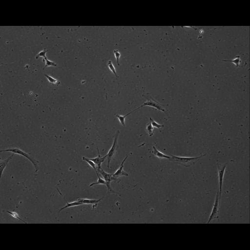  NCBI Organism:Mus musculus; Cell Types:permanent cell line cell Cell Components:cell, nucleus, extracellular matrix part; Biological process:localization, cellular localization, cell adhesion;