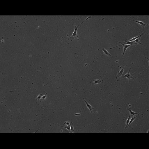  NCBI Organism:Mus musculus; Cell Types:permanent cell line cell Cell Components:cell, nucleus, extracellular matrix part; Biological process:localization, cellular localization, cell adhesion;