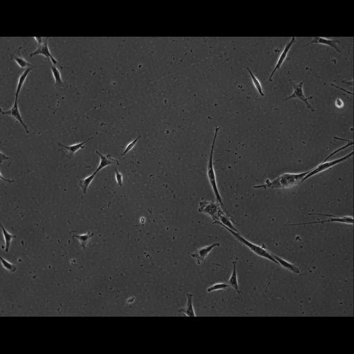  NCBI Organism:Mus musculus; Cell Types:permanent cell line cell Cell Components:cell, nucleus, extracellular matrix part; Biological process:localization, cellular localization, cell adhesion;