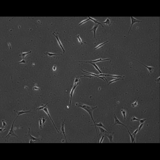  NCBI Organism:Mus musculus; Cell Types:permanent cell line cell Cell Components:cell, nucleus, extracellular matrix part; Biological process:localization, cellular localization, cell adhesion;